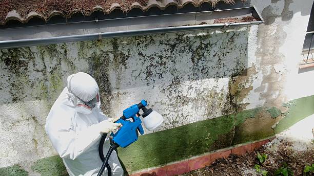 Top rated local Mold Testing specialists in Springfield, TN